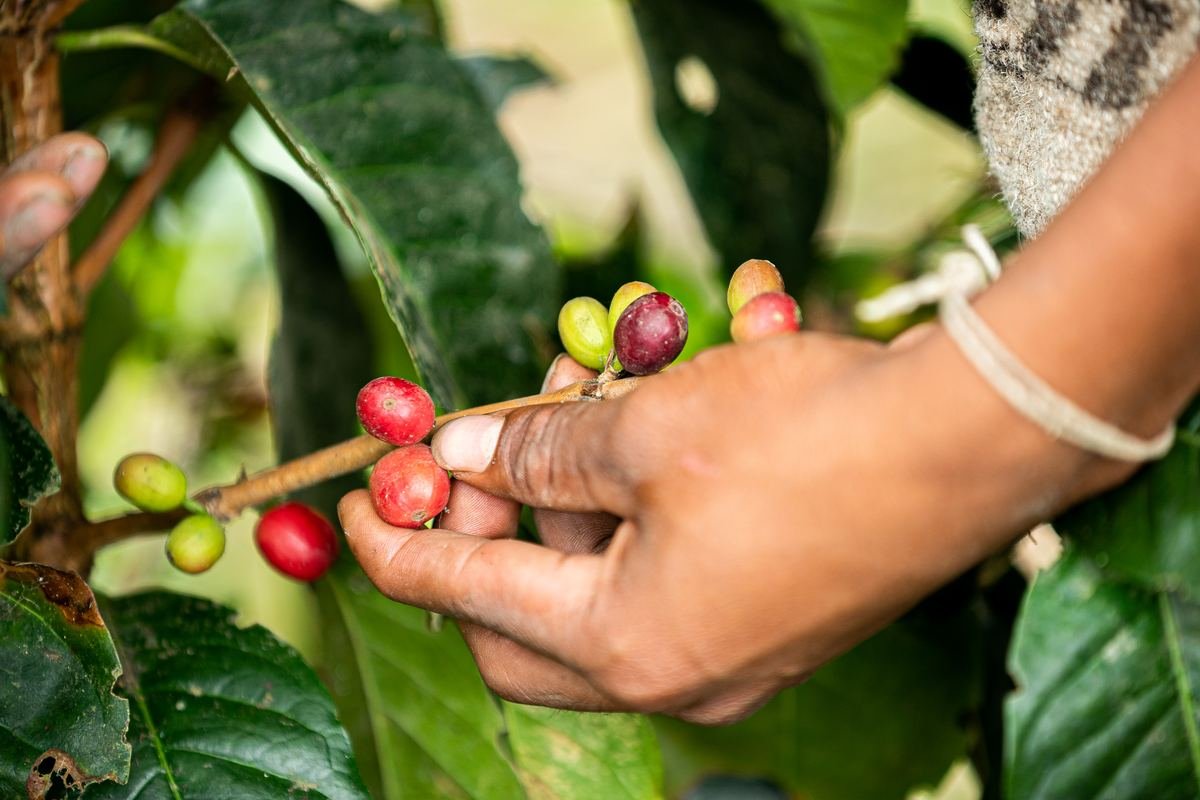 Mano recogiendo cereza madura en la rama